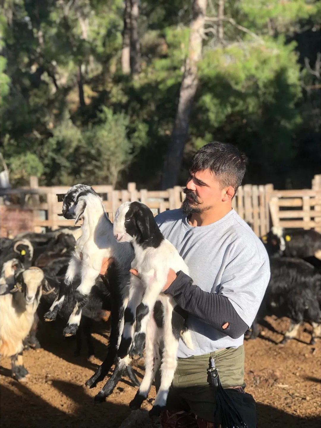 Ağılda oğlaklarla
